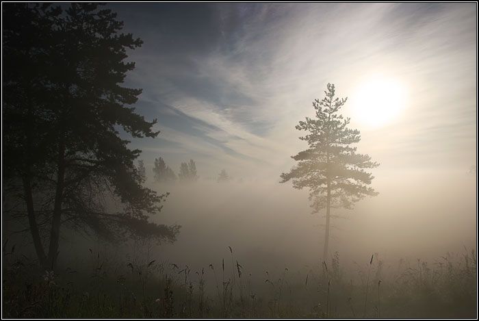 туман, утро, солнце, небо, пейзаж, дерево, сосна, лето, трава, поле, лес, dyadyavasya, Дмитрий Шамин