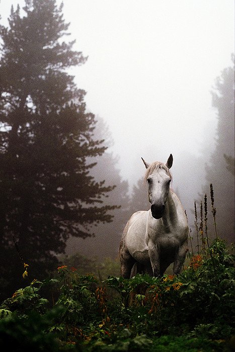 конь лошадь туман ёжик алтай, Eugene M Dudarev