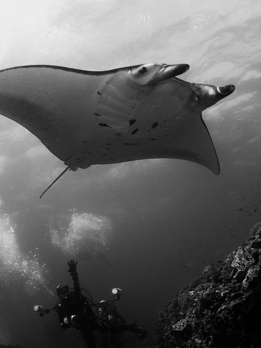 дайвинг, манта, mantaray, underwater, Виктор Чистов