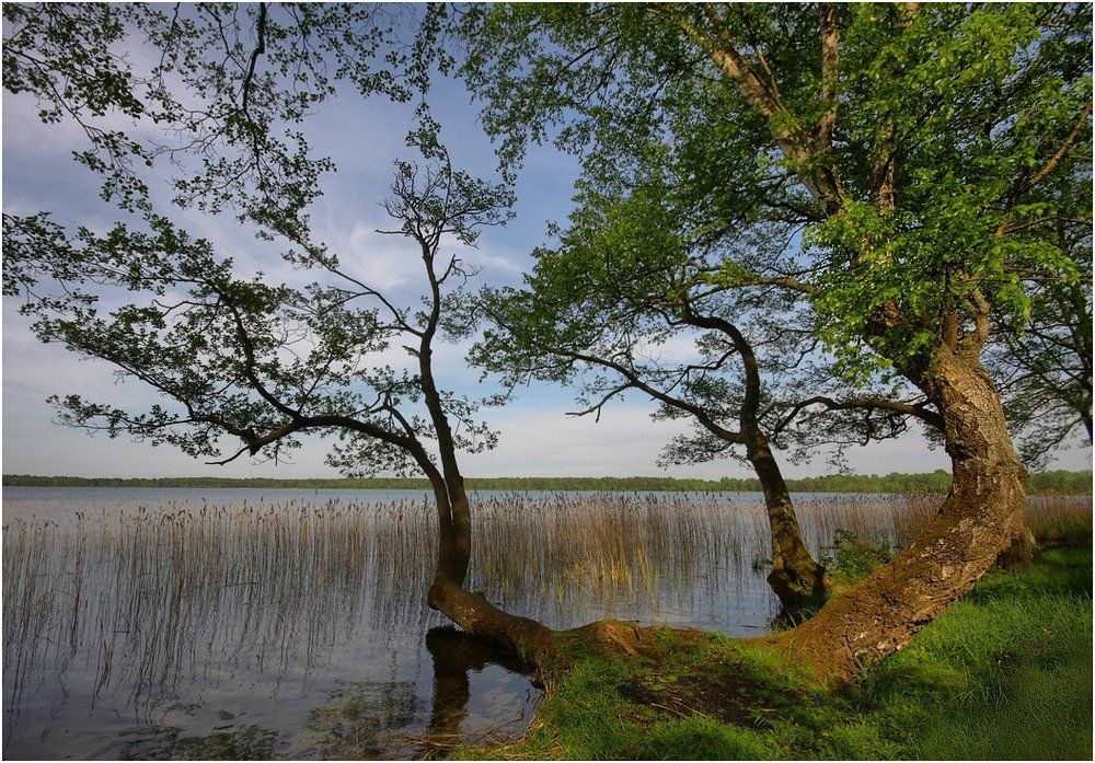 озеро, деревья, Игорь Шевченко