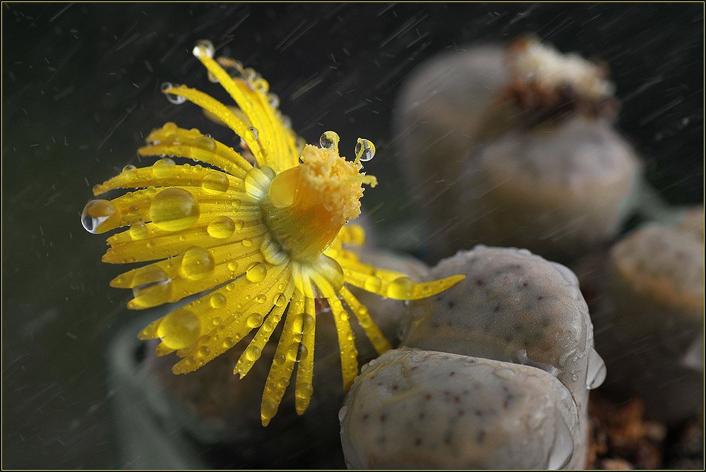 цветок, дождь, капля, суккулент, Ханмурзин Павел