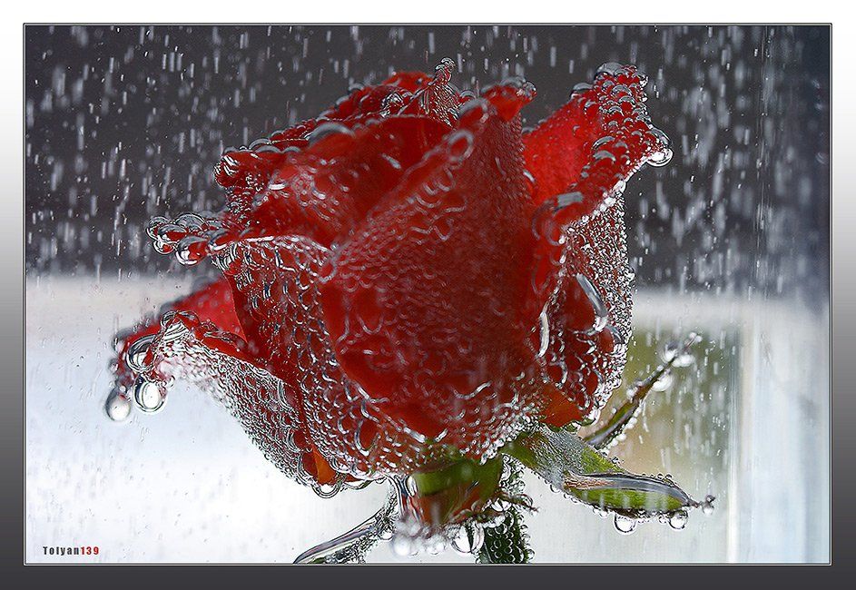 роза, дождь, tolyan139