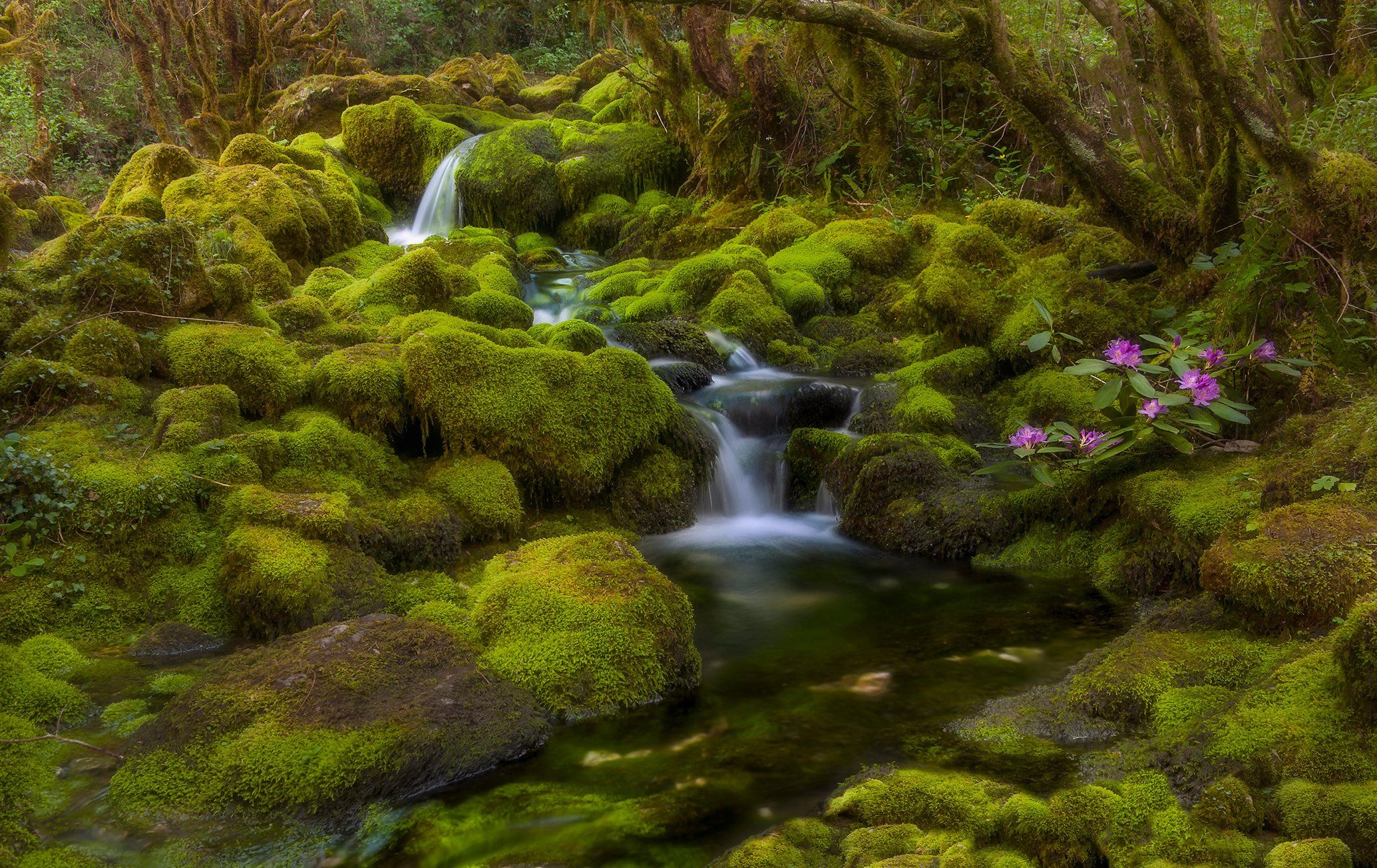 #nature #landscaspe #nikon #national parck #spring #instagram, Romani Tolordava