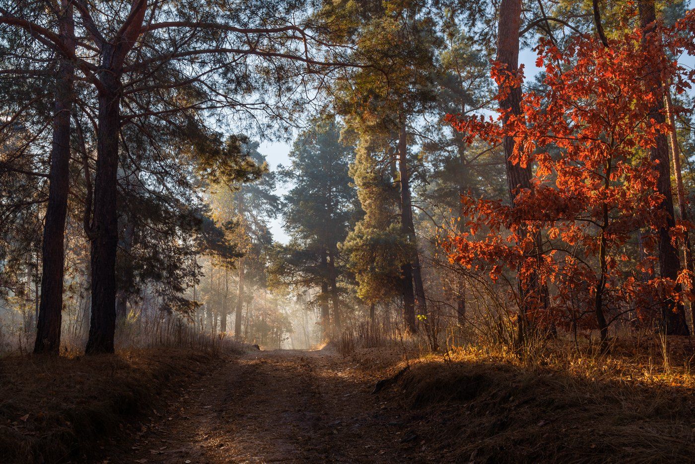 , Галанзовская Оксана