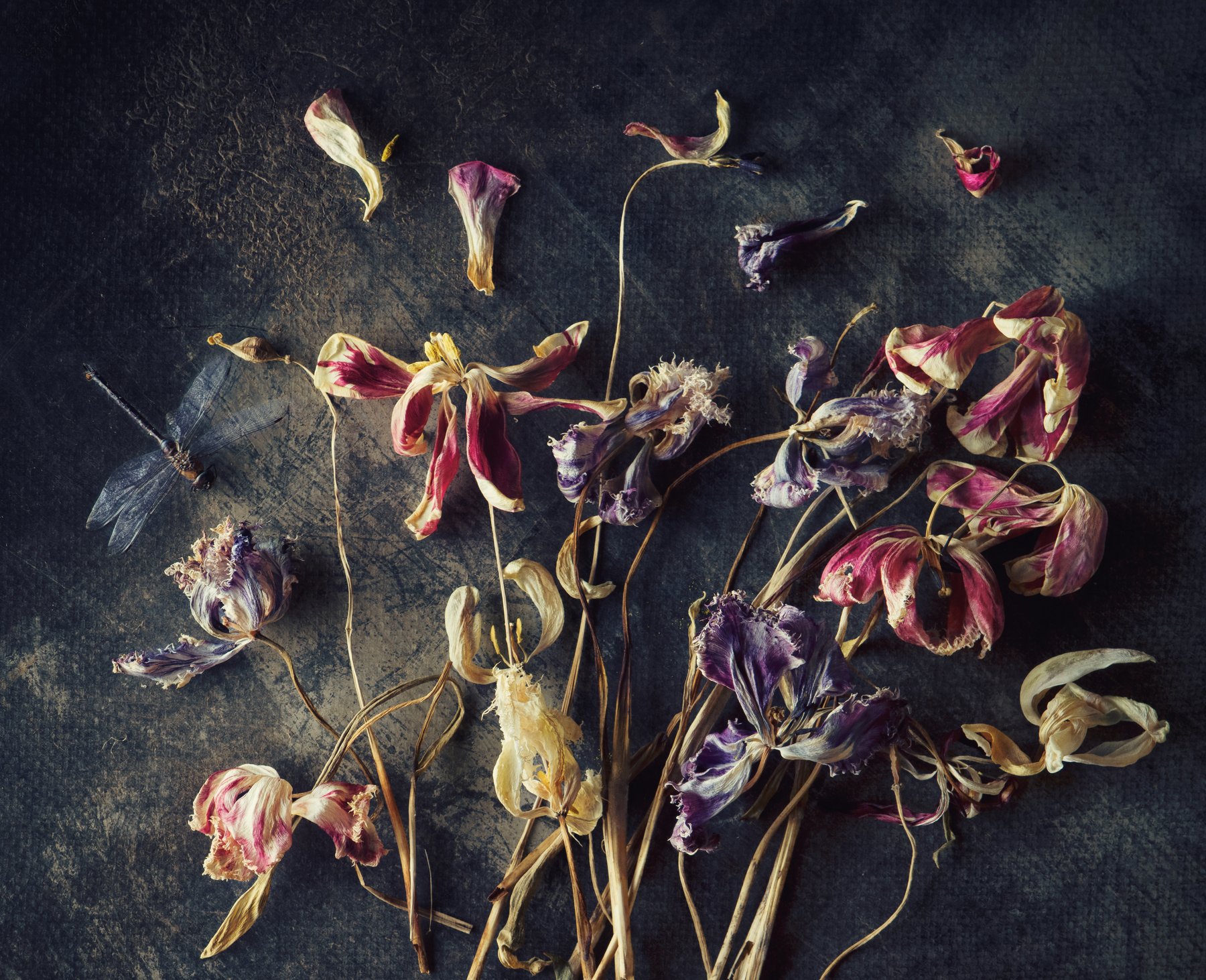 Стрекоза, цветы, тюльпаны, сухоцвет, лепестки, натюрморт, Наталья Голубева