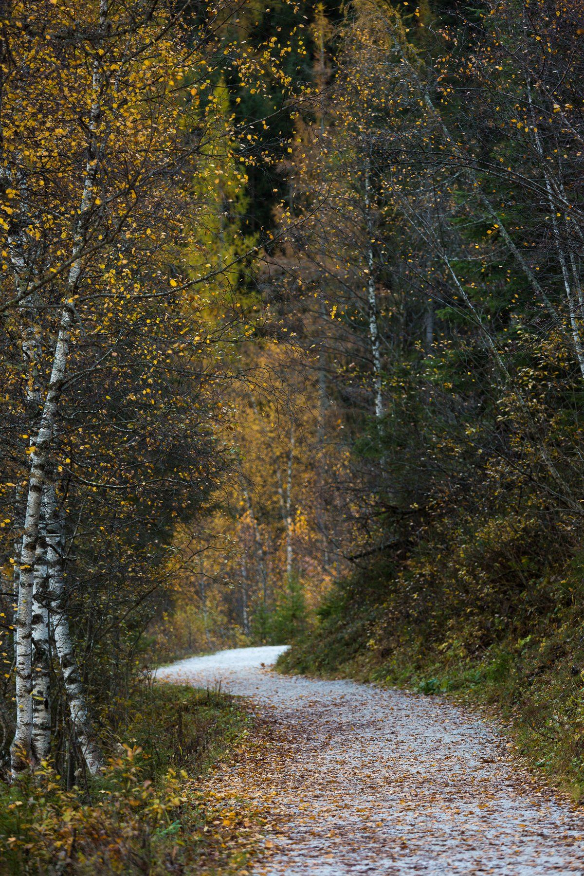 Австрия, осень, листья, Nikita Leksikov