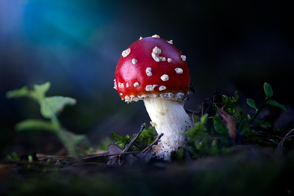 amanita, mushroom, forest, Wojciech Grzanka