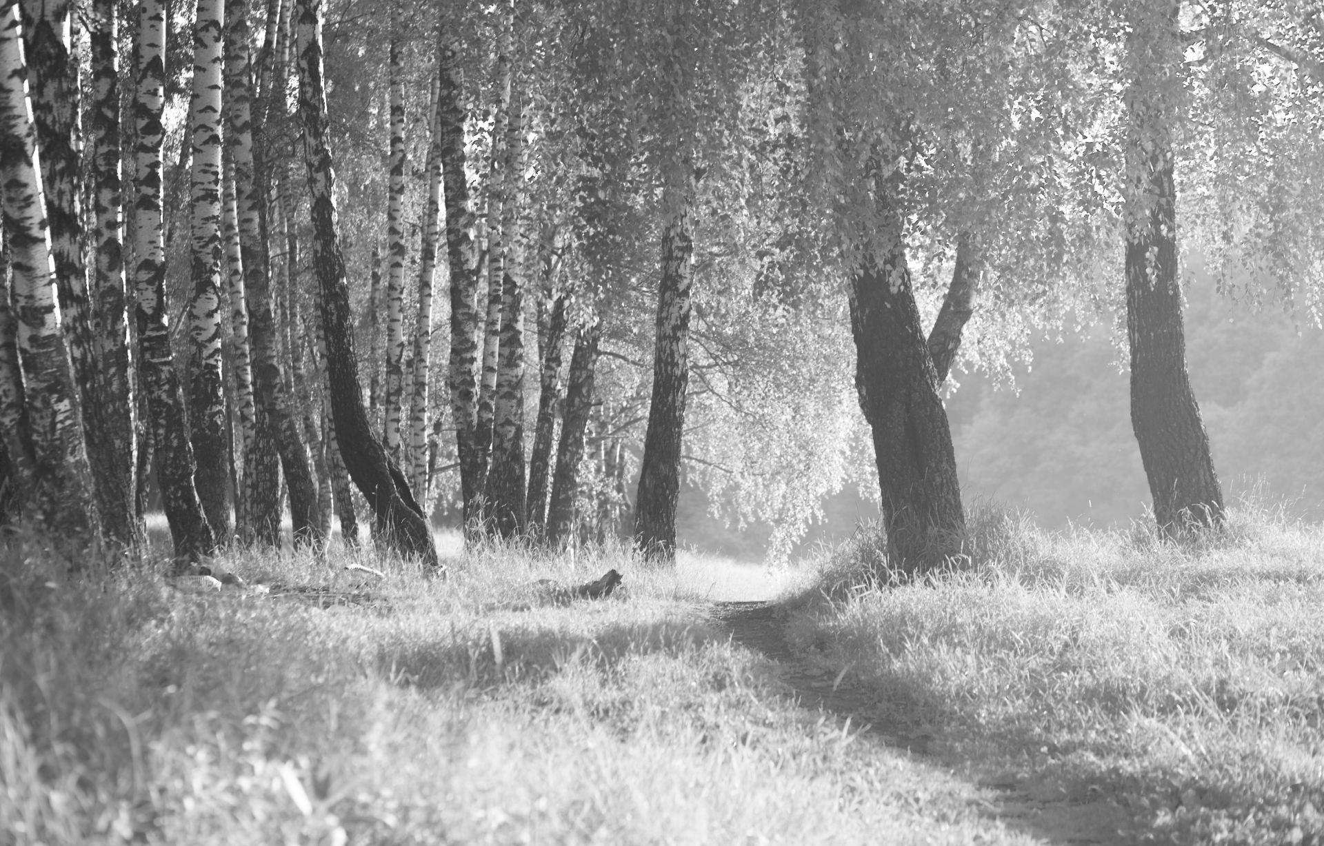 пейзаж, лес, деревья, черно-белое фото, landscape, forest, wood, black and white photo, Виктор Бертяев