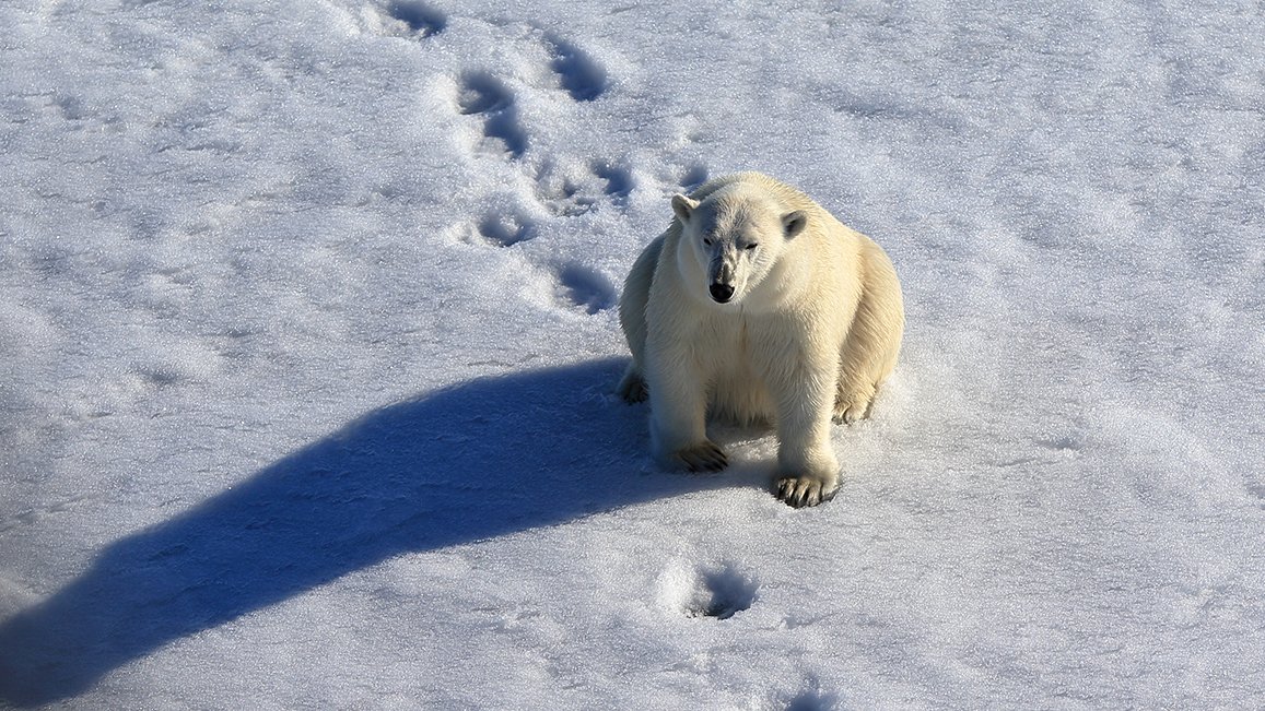 фотографандреевандрей, северныйполюс, northpole, арктика, arctic, ice, снег, лёд, круиз, expiditions, travel, белыймедведь, медведь, polarbear, животное, natgeowild, Андрей
