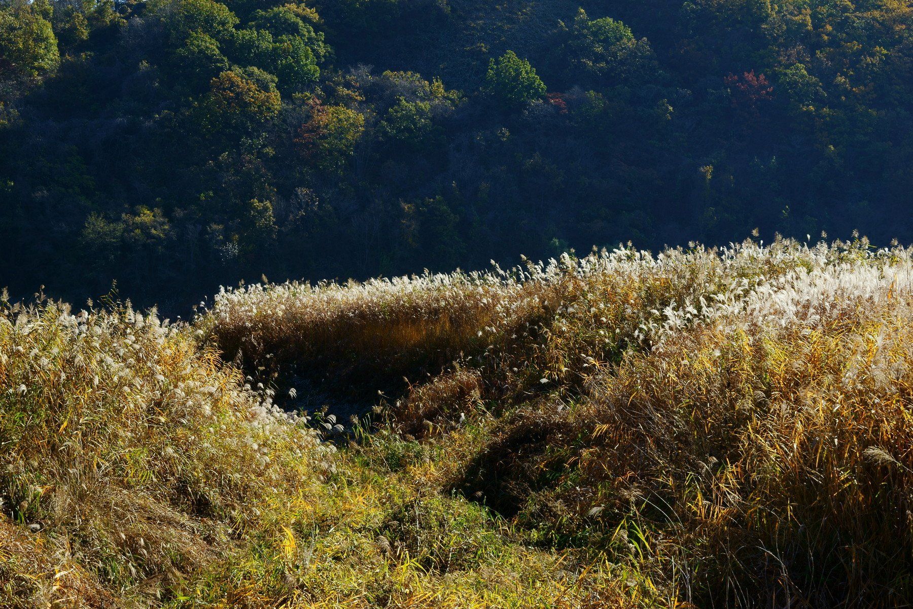 asia,korea,south korea,gangwondo,autumn,pampas grass,flower,landscape,, Shin