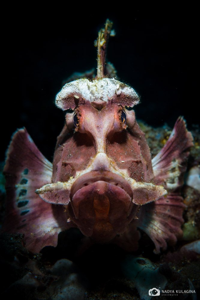 rhinopias eschmeyeri, underwater, photography, diving, macro, critter, fish, scorpion fish, Nadya Kulagina