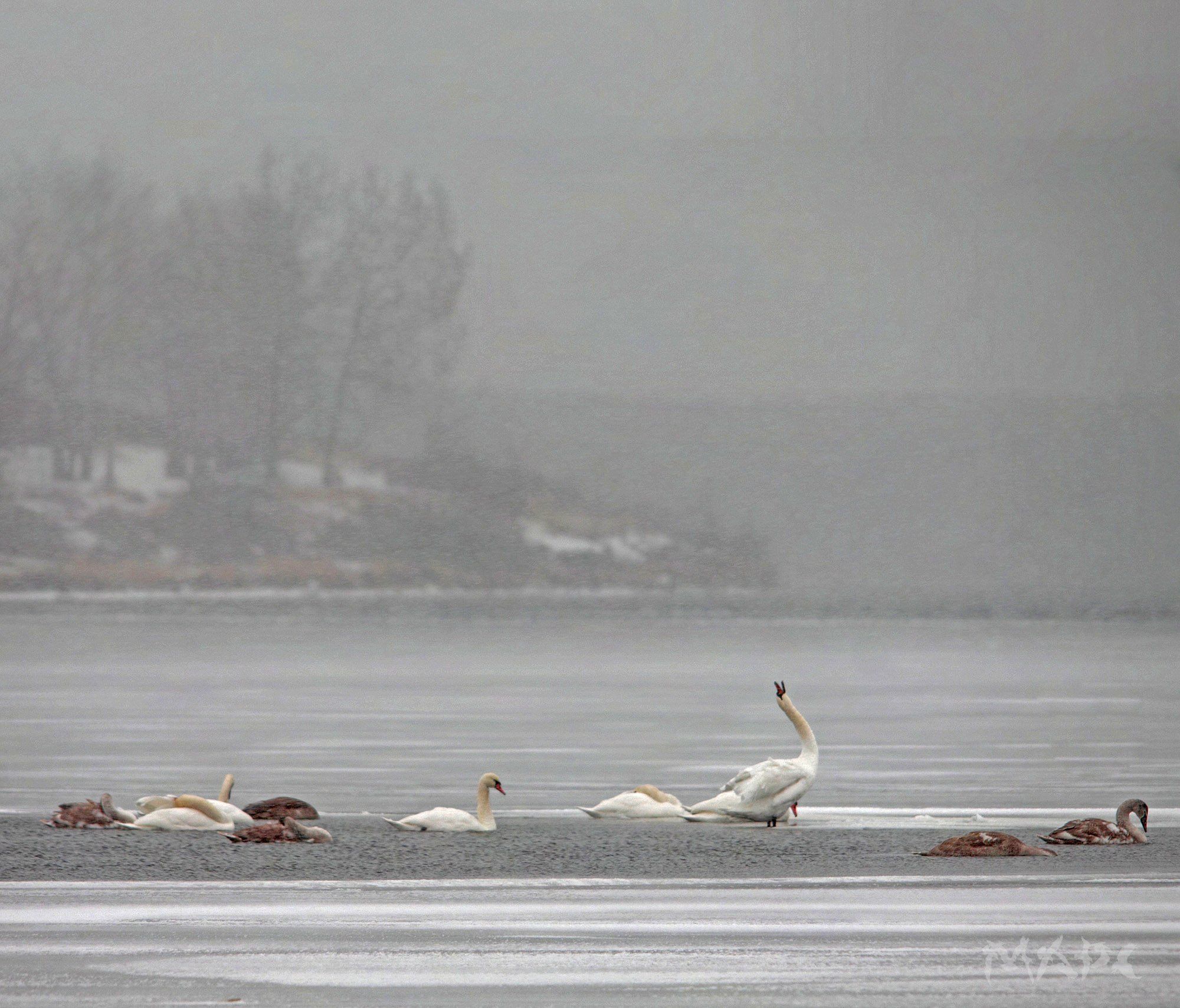 животные птицв лебеди озеро кандры-куль ноябрь, Шангареев Марс