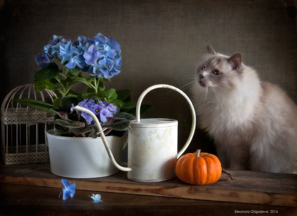 кот, священная бирма, голубые глаза, натюркотики, гортензия, тыква, лейка, осень, Eleonora Grigorjeva