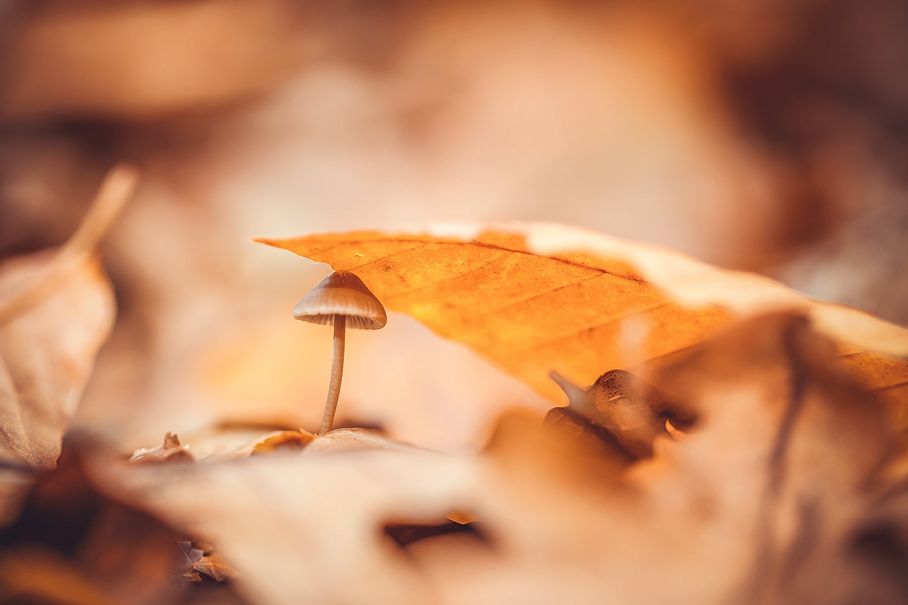 гриб,осень,лес,листья, Инна Сухова