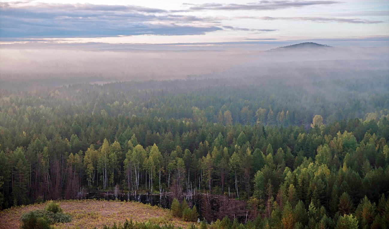 хвойный лес туман восход осень, Воинков Виктор