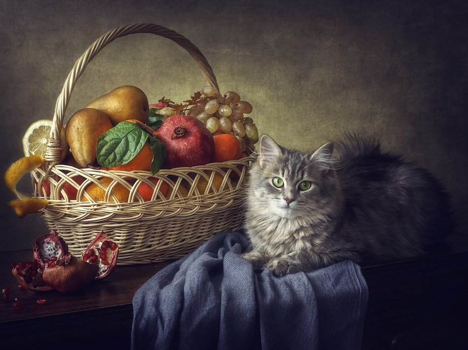 фото, кошка масяня, корзина, фрукты, Ирина Приходько