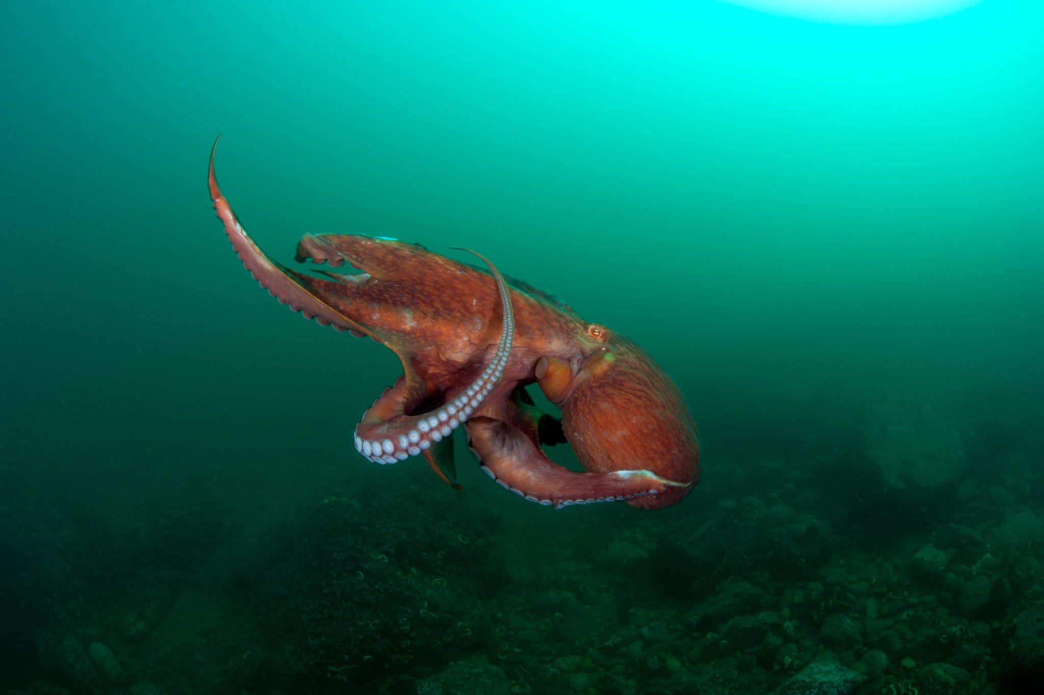 осьминог, гигант, глубина, под водой, море, океан, глубина, Алексей Кондратюк