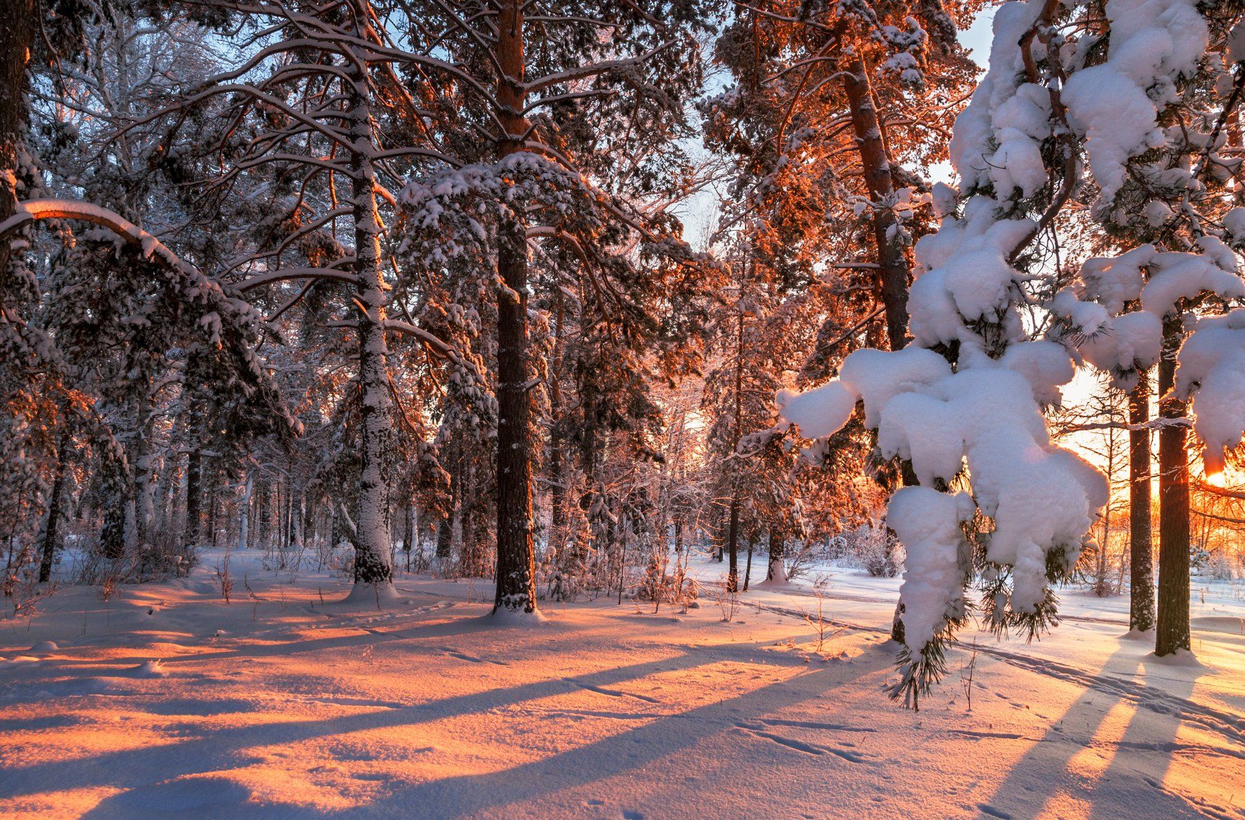 Краски зимнего леса. Краски зимнего леса фото. Картинки зимнего леса красками. Краски и звуки зимнего леса.