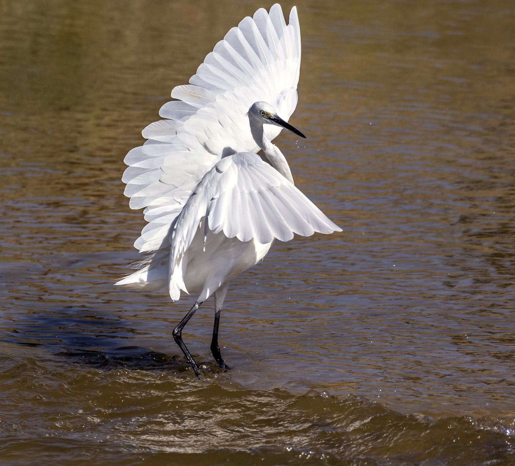 israel birds, ruslan