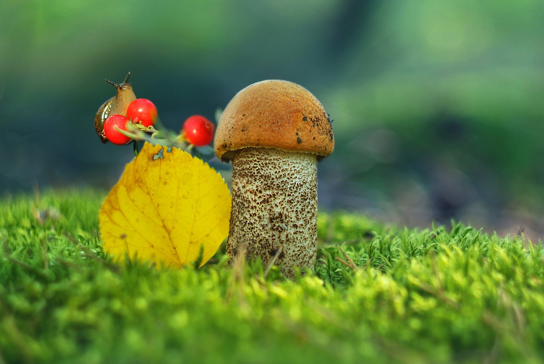 грибы лето природа, Александр Гвоздь