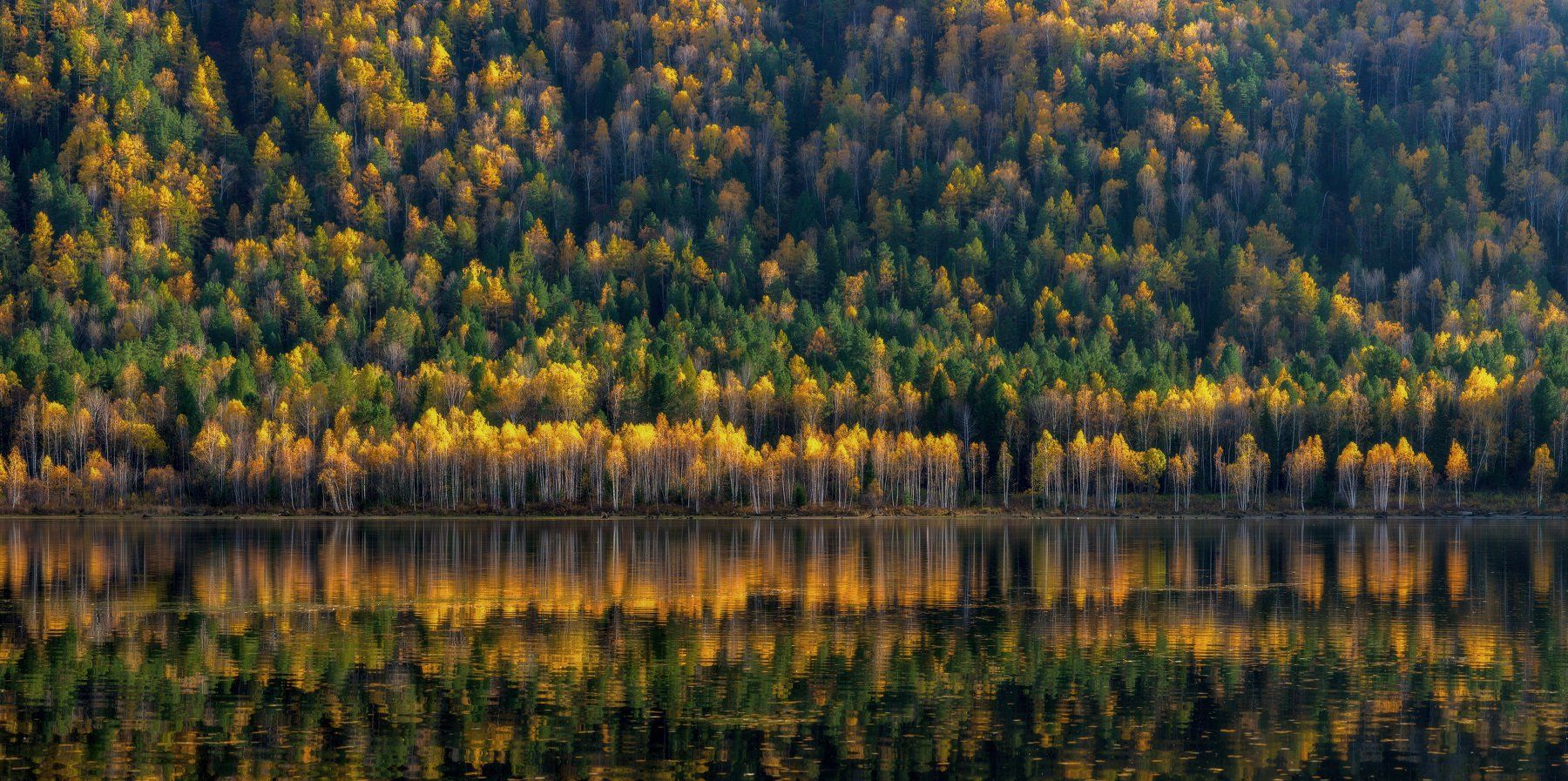 сибирь, осень, река, желтые деревья, Александр Макеев