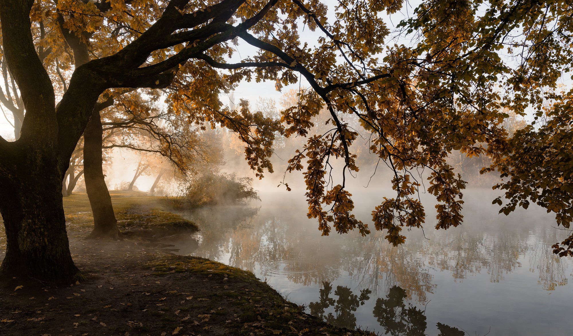 туман , свет , осень, Alexander Plekhanov