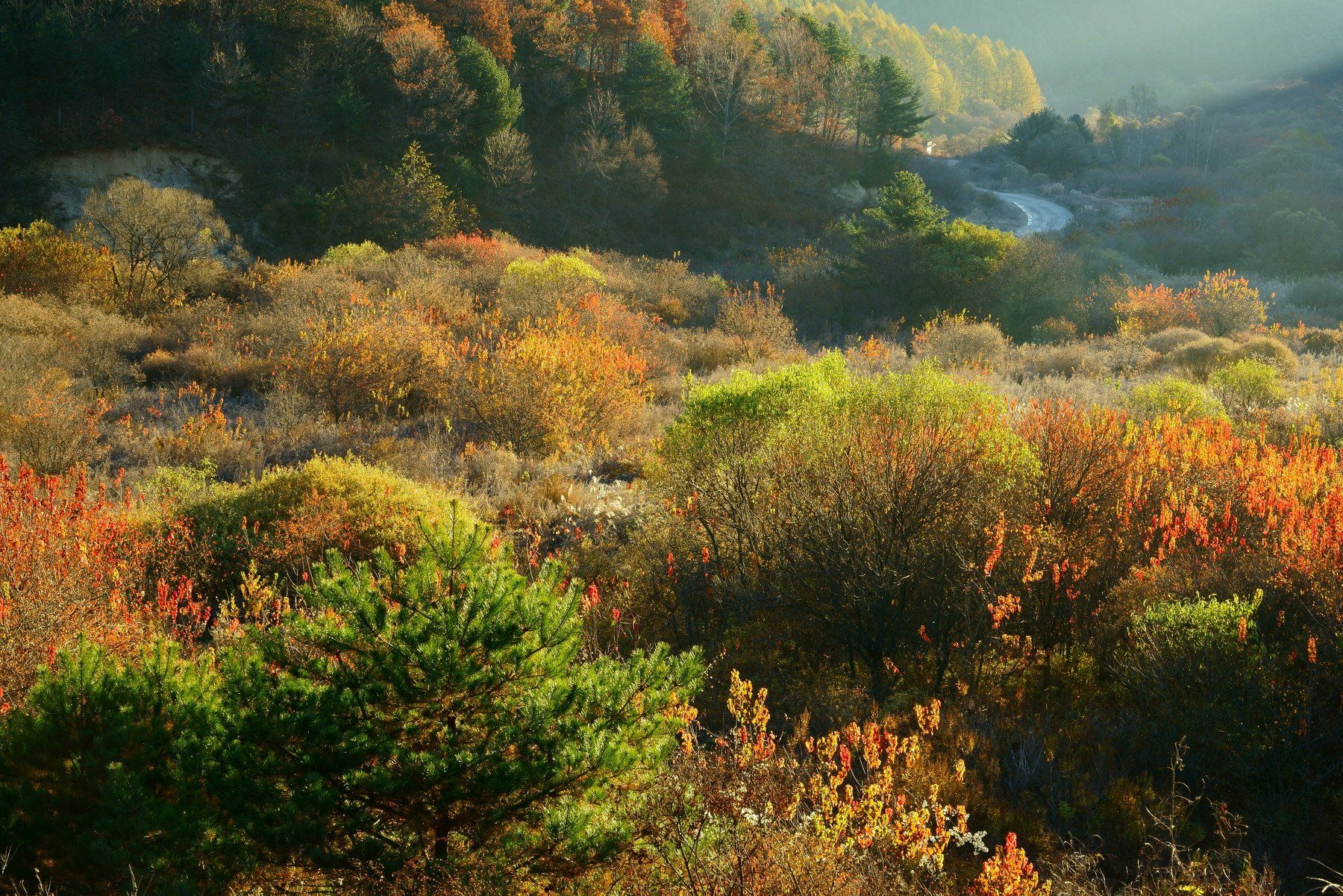 asia,korea,south korea,autumn,morning, frost, colorful,sunlight,mountain,valley,nature,road,forest, Shin