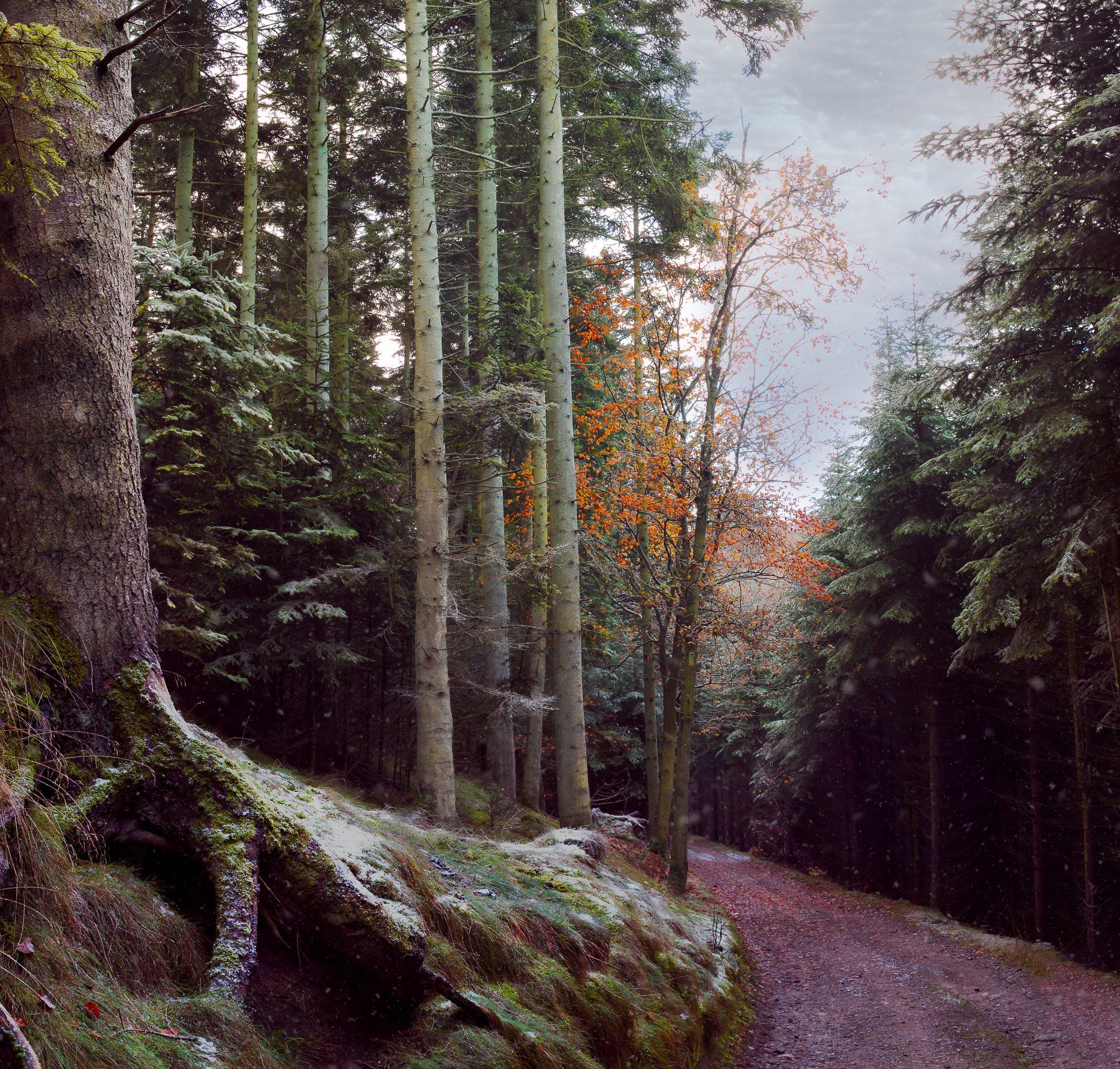 forest, morning, autumn, Arunas