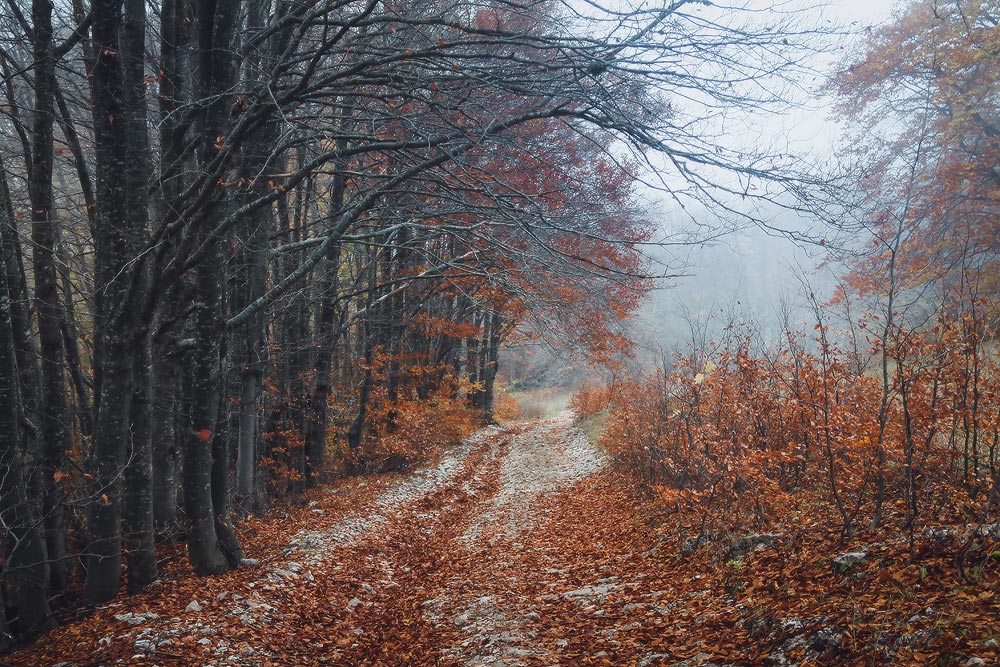 Крым, осень, лес, туман, горы, горный лес,, Алексей Медведев