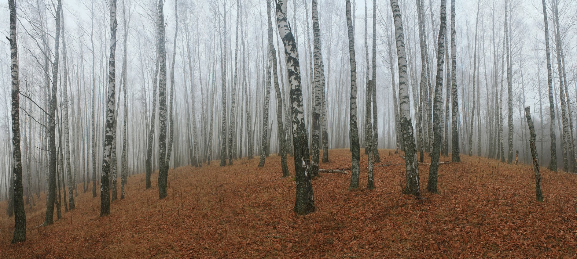 осень, туман, Свистков Александр