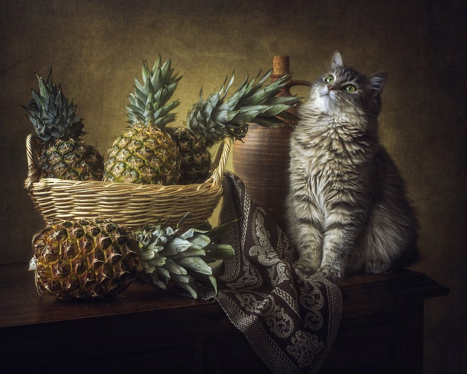 фото, кошка масяня, ананасы, корзина, кувшин, Ирина Приходько