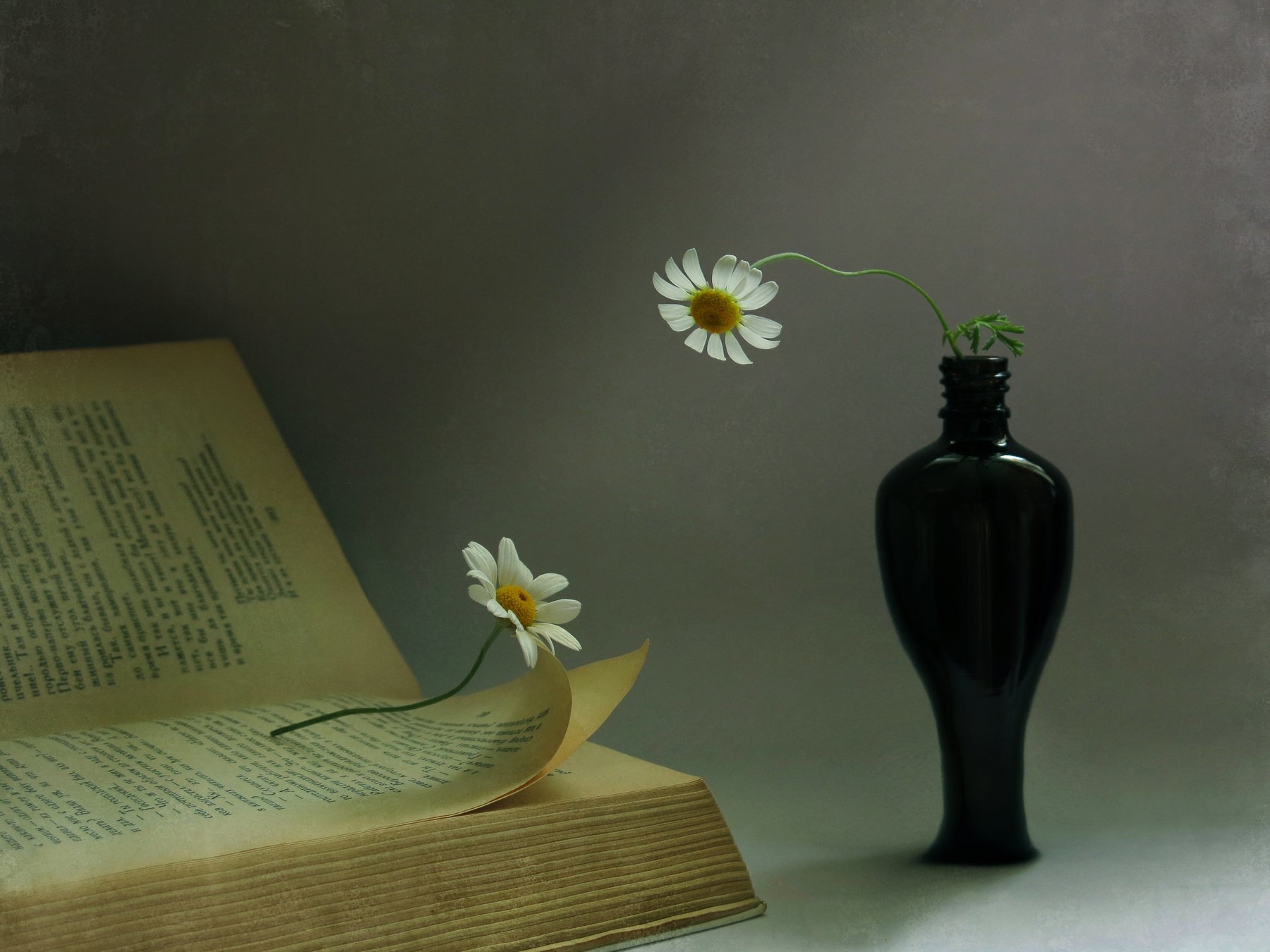 ромашка, цветок, книга, слова, беседа, ваза, двое, страницы, текст, буквы, библиотека, Елена