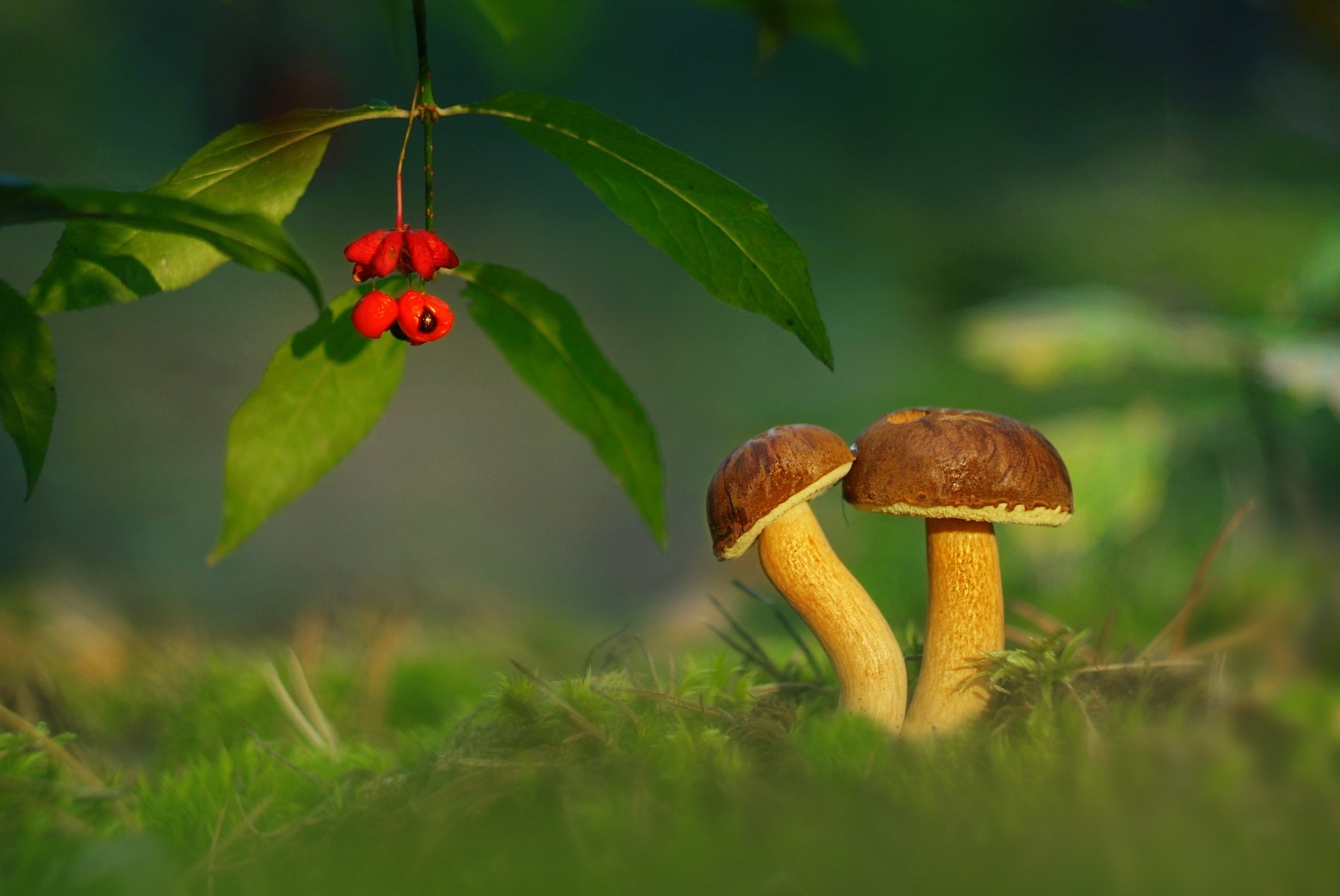 грибы природа гелиос, Александр Гвоздь