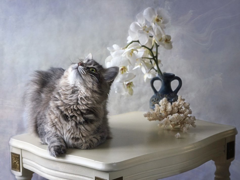 фото, кошка масяня, орхидея, кораллы, Ирина Приходько