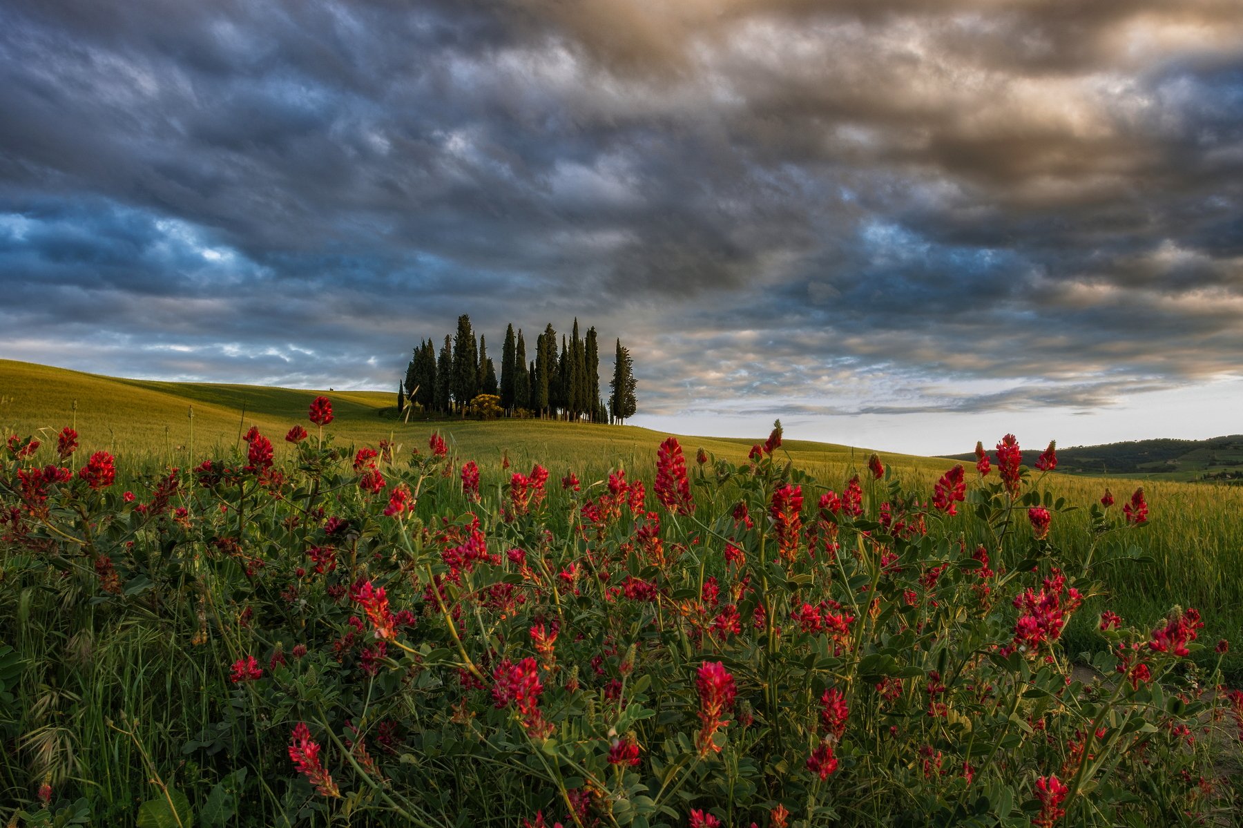 Тоскана Италия кипарисы пейзаж путешествия природа Tuscan Toscana Italy , Сергей Давыдов