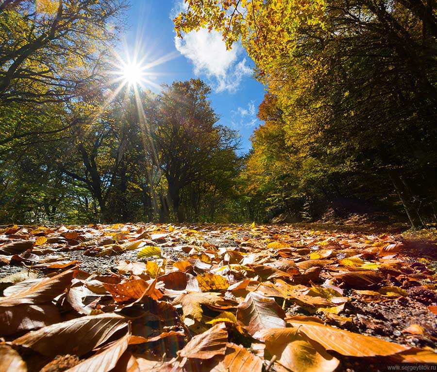 крым, ялта, осень, осень в крыму, осень в ялте, листья, солнце, небо, облака, Serge Titov