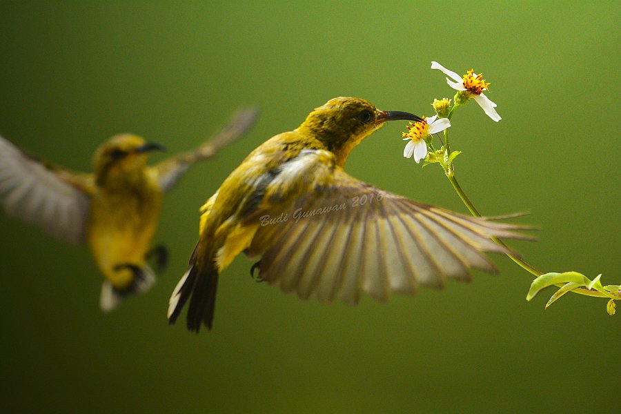 sunbird competition bird , Budi Gunawan