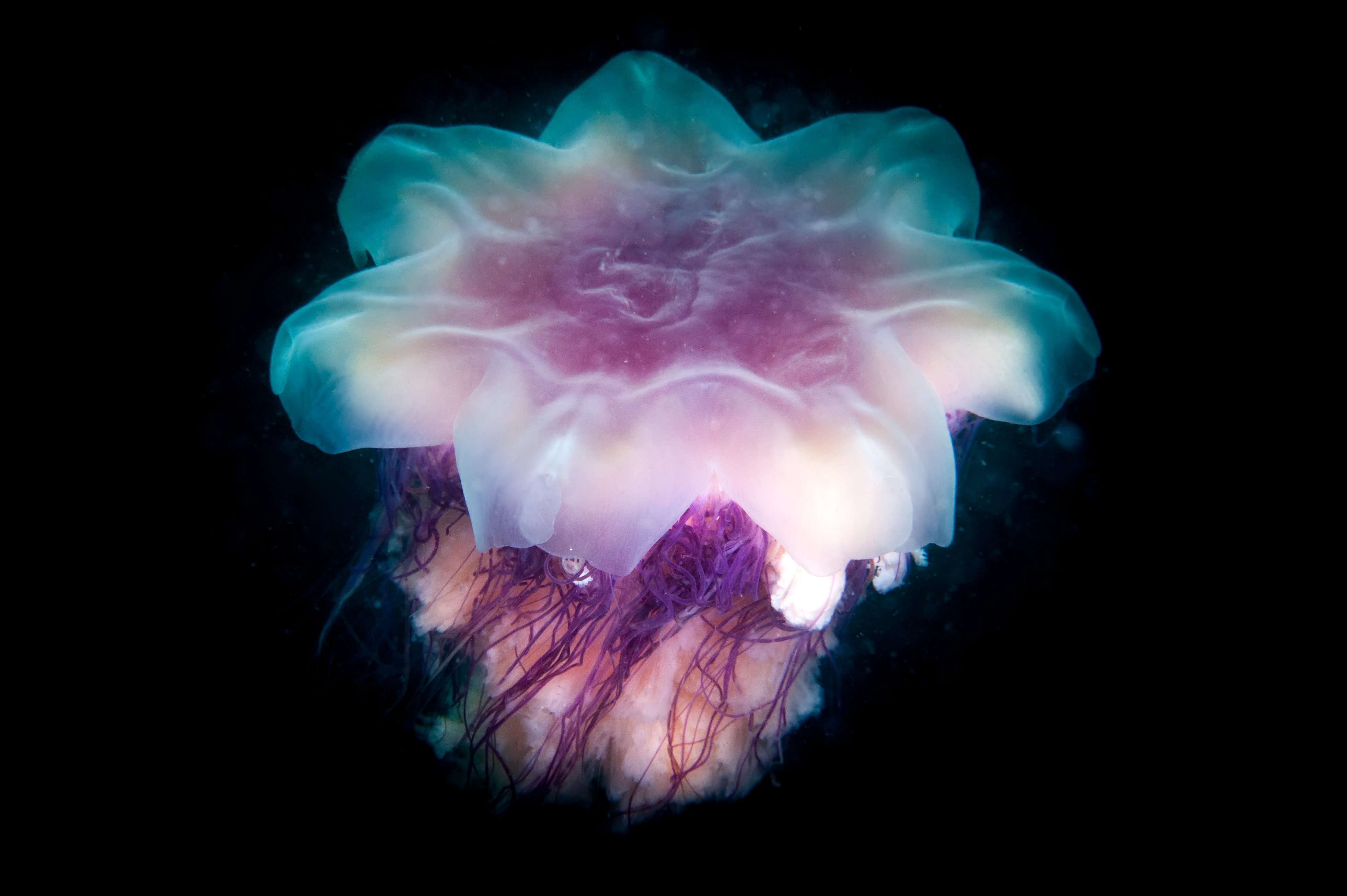 медуза, подводная фотография, дайвинг, под водой, Алексей Кондратюк