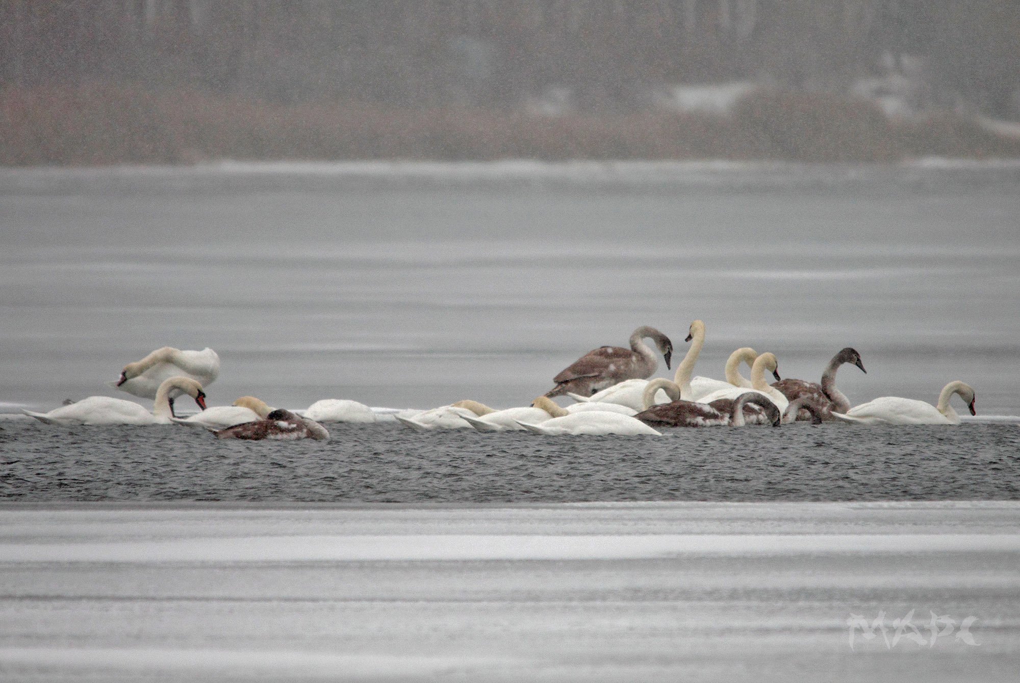 животные птицы лебеди ноябрь озеро кандры-куль башкортостан, Шангареев Марс
