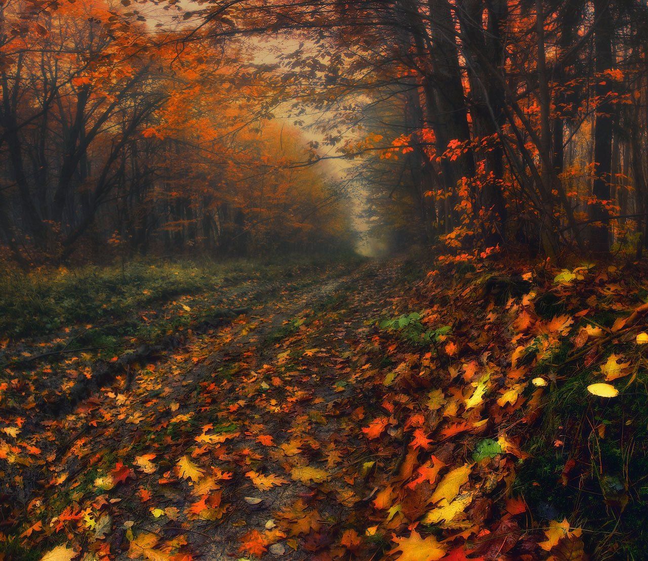 осень, утро, лес, дорога, туман, листопад, Владимир
