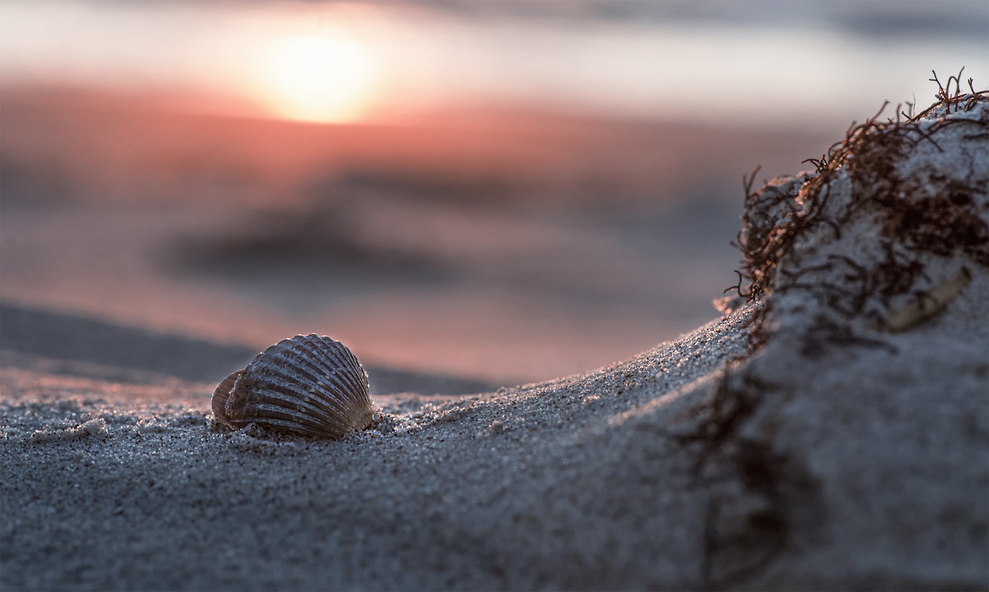 sea shells,dunes, Daiva Cirtautė