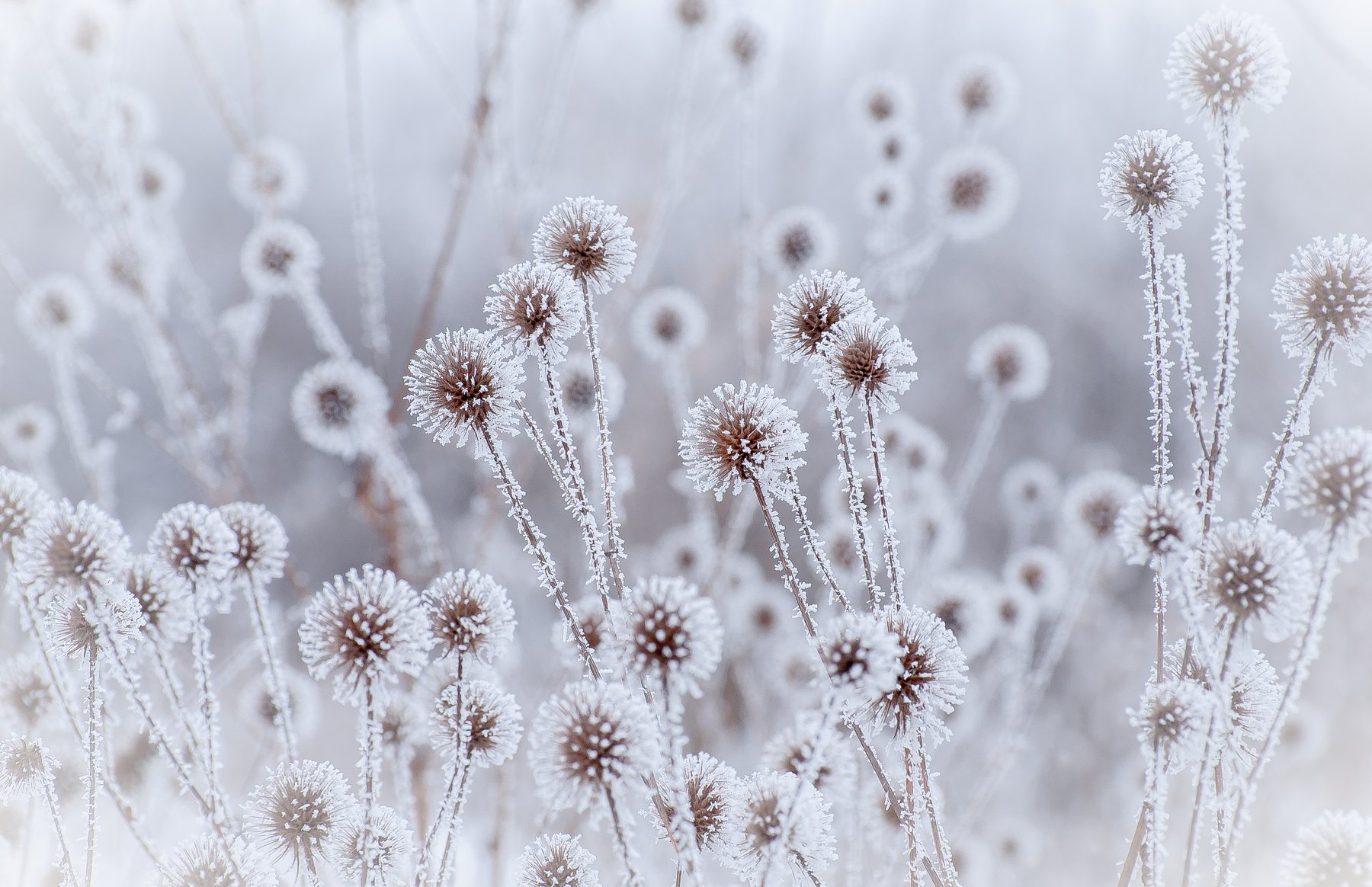 winter, snow, flower, bokeh, dandelition, Дмитрий