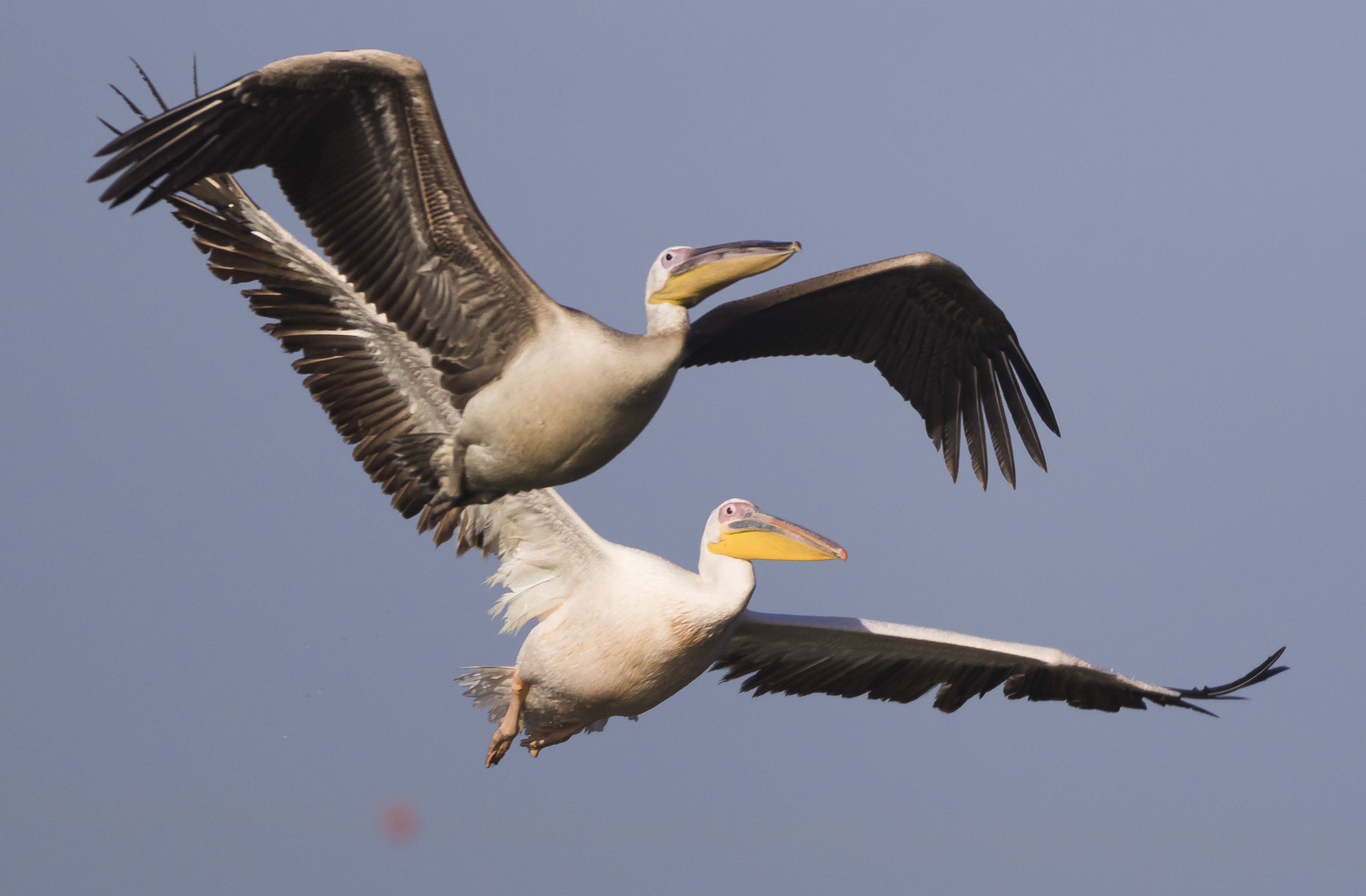 birds israel pelicans, ruslan