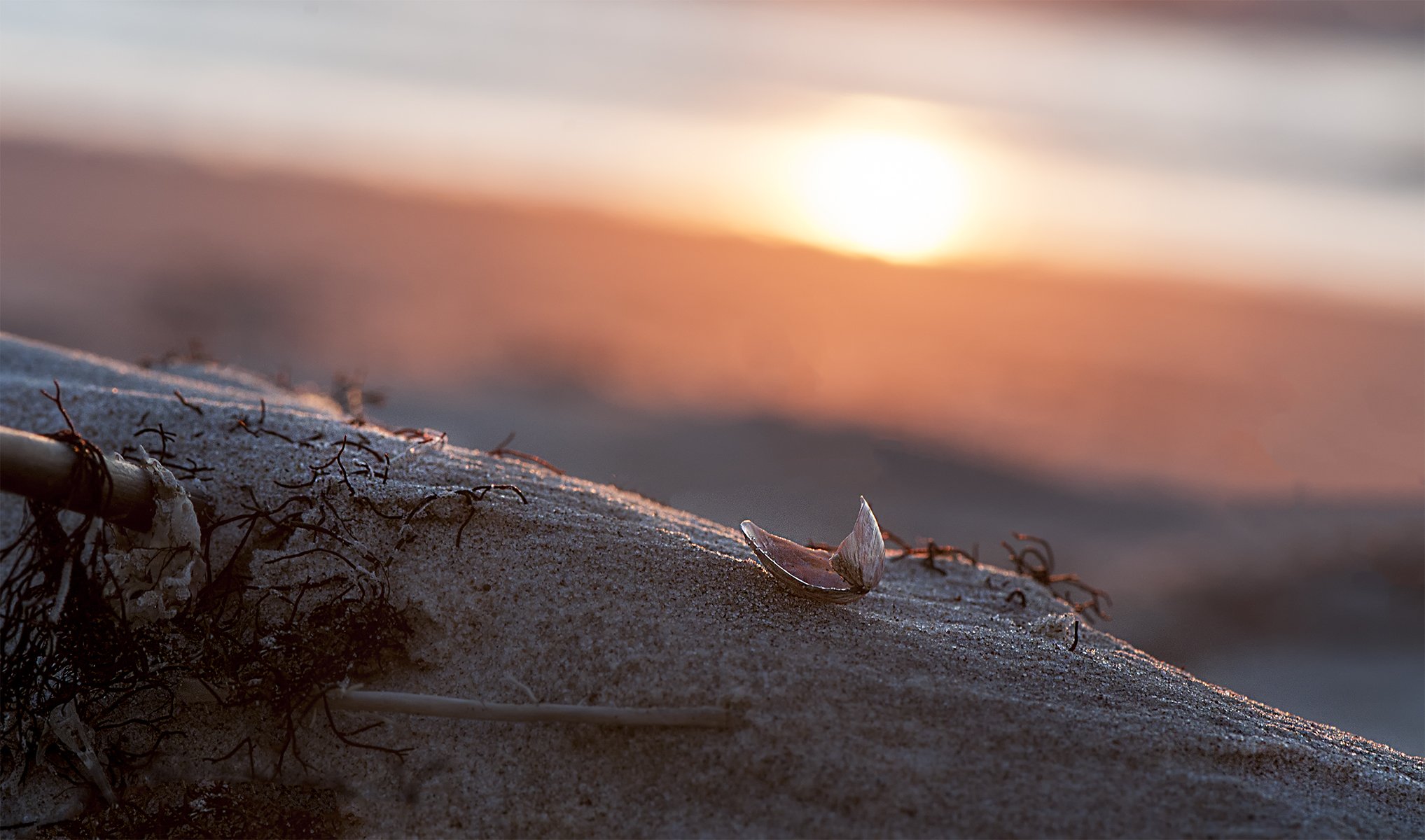 sunset,sea shells, Daiva Cirtautė
