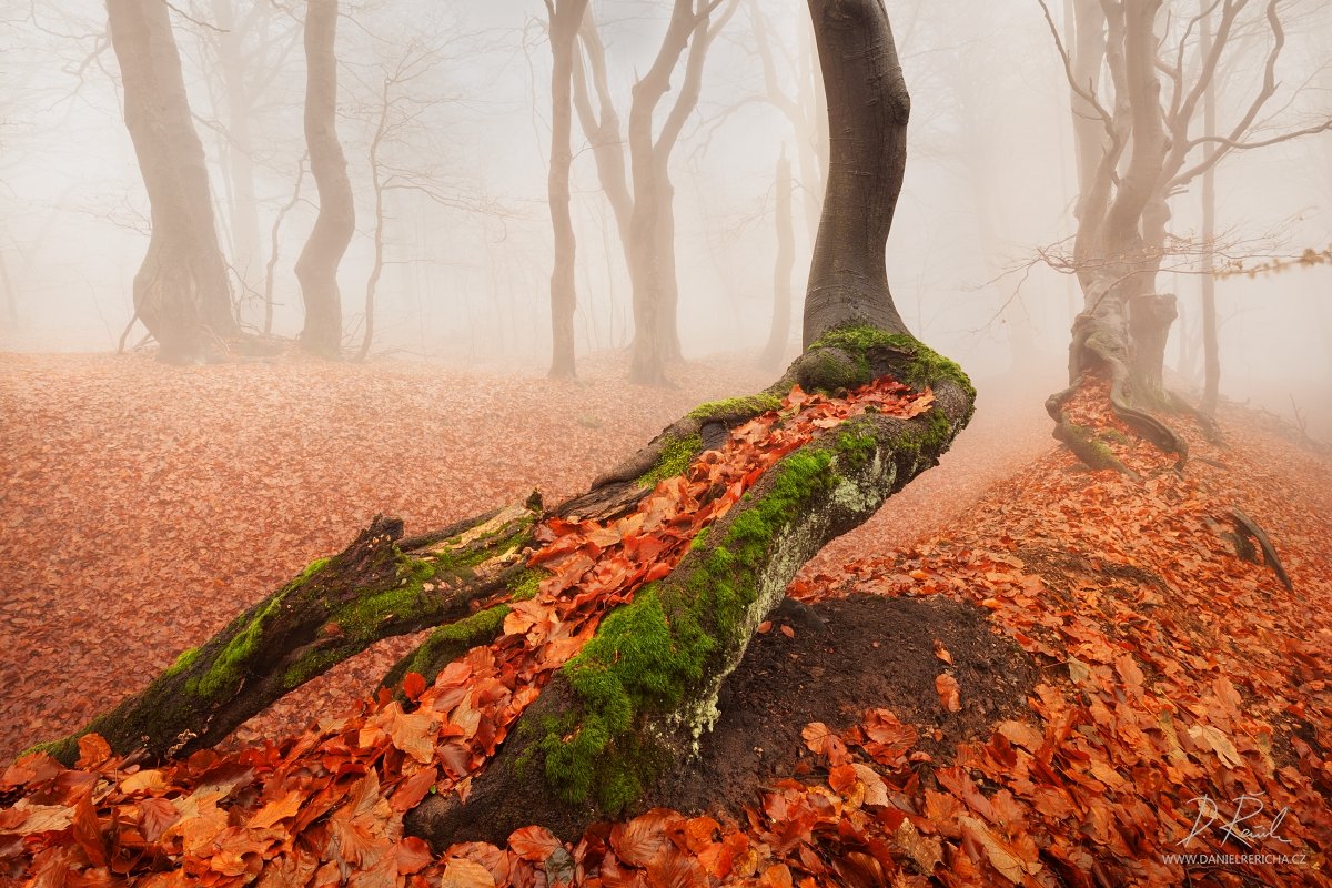 Czech republic, Ore mountains, North Bohemia, Bohemia, Tschechische republik, Erzgebirge, Europe, travel, nature, landscape, mist, fog, old tree, tree, trees, moss, leaves, autumn, fall, autumn forest, forest, rain, wet, rainy forest, rainy day, mountains, Daniel Rericha