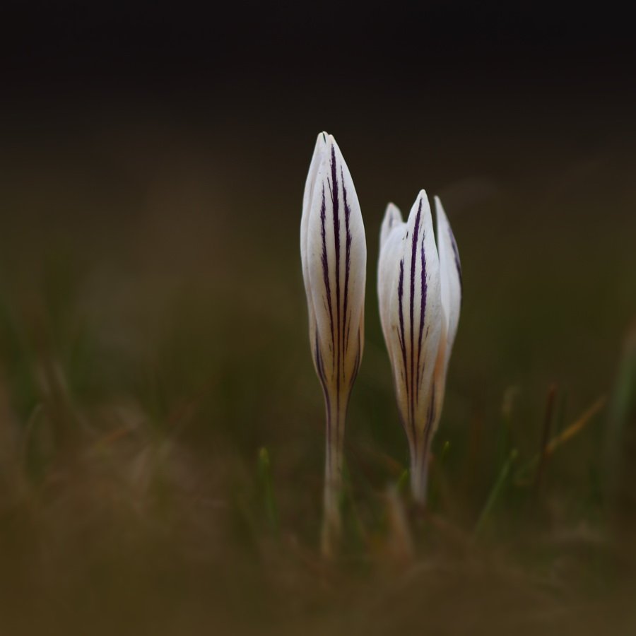 шафран, сетчатый, крокус, полосатый, crocus, reticulatus, самарский лес, Sergii Markov