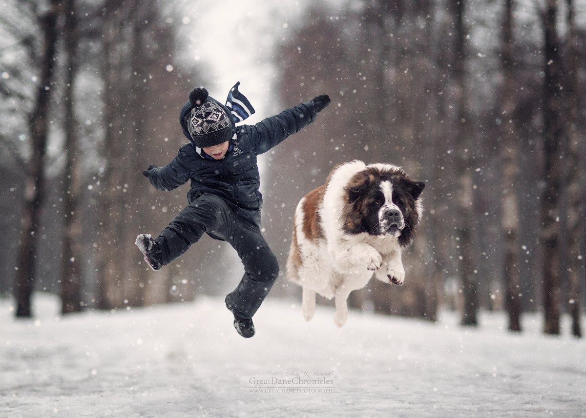 Зима, собака, московская сторожевая, Андрей Селиверстов