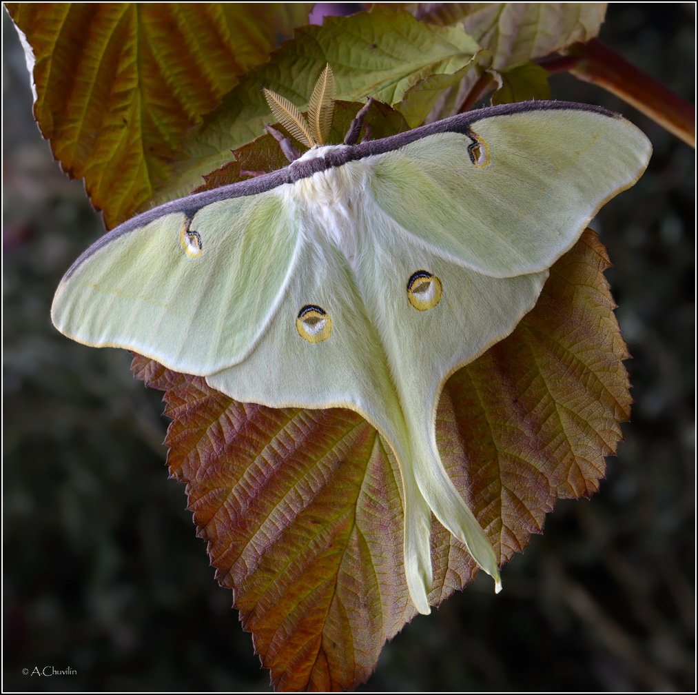 павлиноглазка actias luna, Александр Чувилин