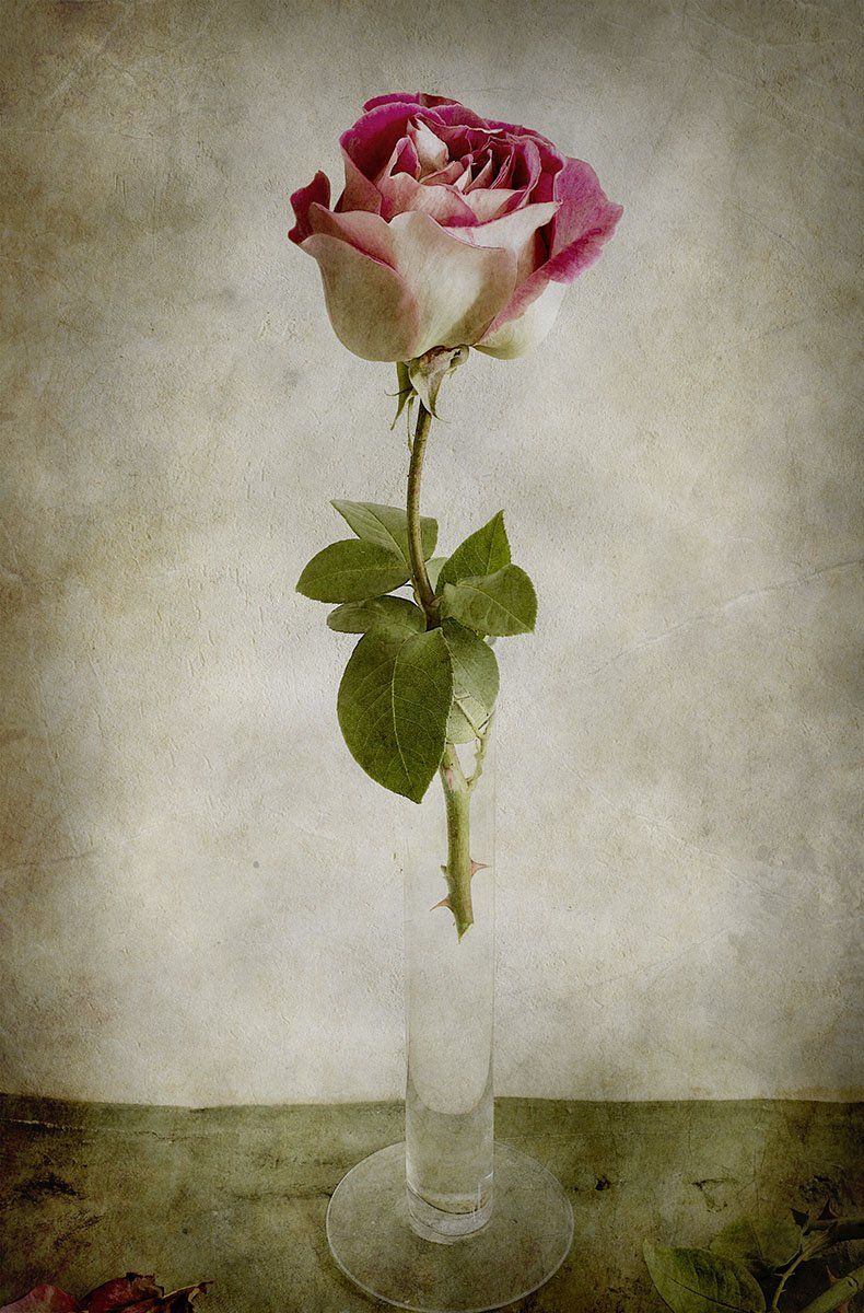 роза, ваза, листья, красная, розовая, стеклянная, Игорь Токарев
