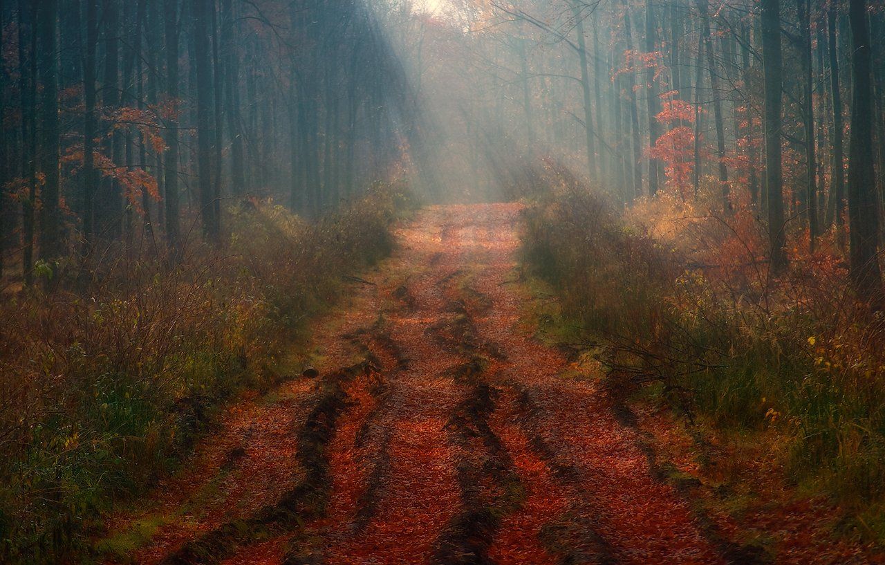 осень, утро, лес, туман, свет, лучи, дорога, Владимир